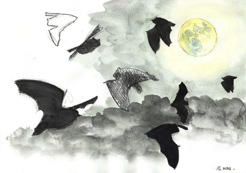 Première sortie des chauves-souris au jardin - La Salamandre