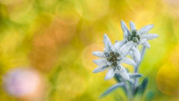 Edelweiss
Alpes carniques, Italie, le 3 août 2015 à 07h44.