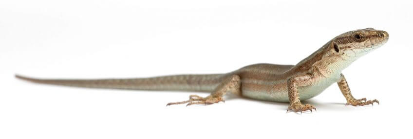 Lézard des murailles Faites une nurserie à lézards dans votre jardin