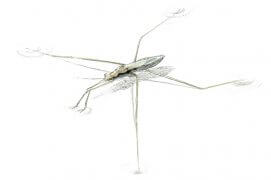 Gerris Gerris / © Benoît Perrotin