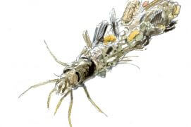 Grande phrygane Grande phrygane / © Benoît Perrotin