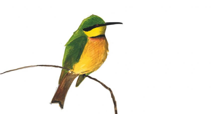 Guêpier nain Sixième étape d'un voyage en suivant les oiseaux migrateurs - La Salamandre dessin guepier