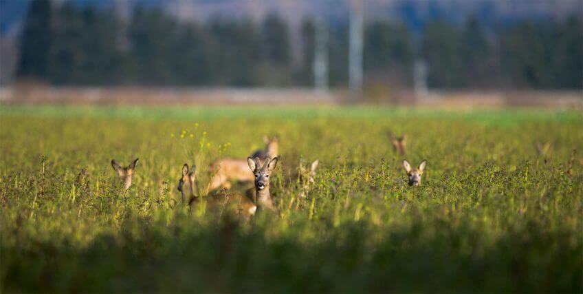 Harde de chevreuils Quand le chevreuil passe du bois au blé - La Salamandre harde