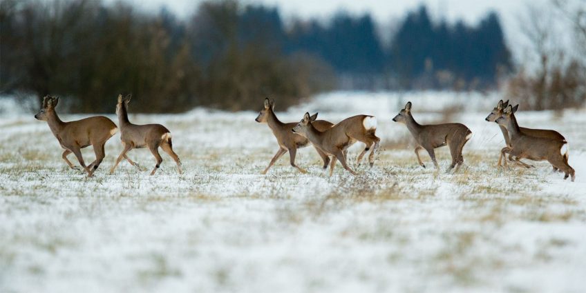 Quand le chevreuil passe du bois au blé - La Salamandre harde