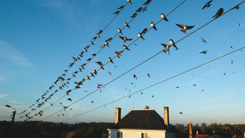 Hirondelles prêtes pour leur migration. Mais où vont-elles au juste ? migration hirondelle oiseau voyage sud