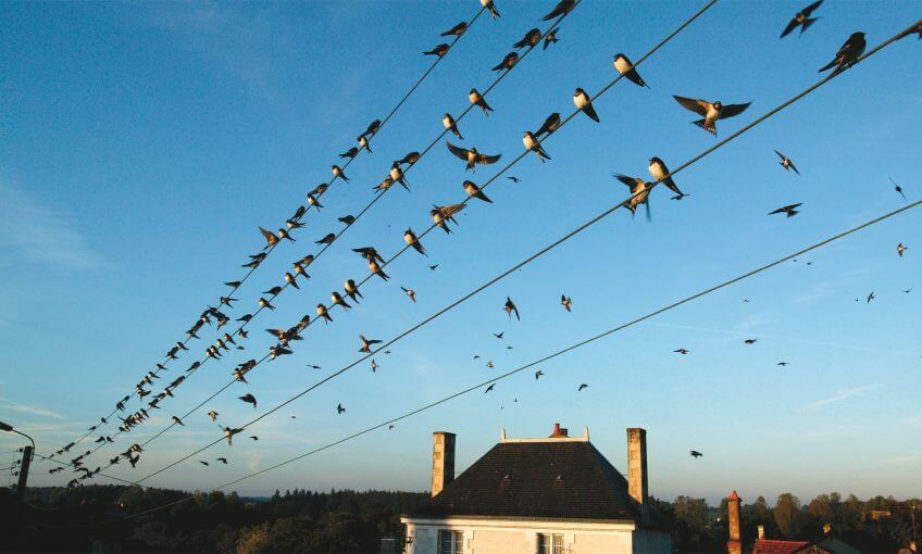 Hirondelles prêtes pour leur migration. Mais où vont-elles au juste ?  migration hirondelle oiseau voyage sud