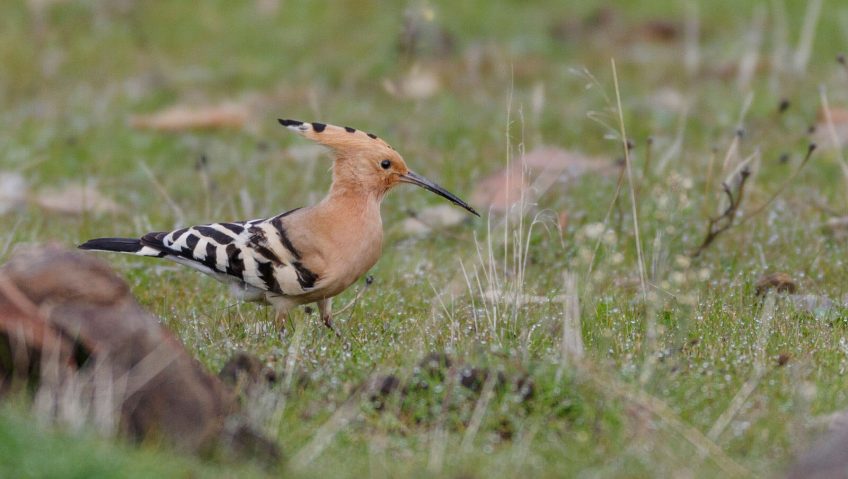 De la vie dans mes vignes - La Salamandre huppe fasciee oiseau