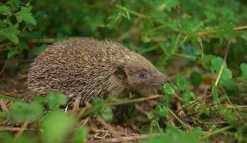 Images tirées du film "La haie à tous les étages" / © Marie Daniel et Fabien Mazzocco