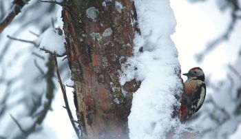 Images tirées du film "La haie à tous les étages" / © Marie Daniel et Fabien Mazzocco