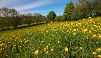 Images tirées du film "La haie à tous les étages" / © Marie Daniel et Fabien Mazzocco