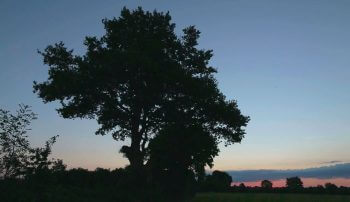 Images tirées du film "La haie à tous les étages" / © Marie Daniel et Fabien Mazzocco