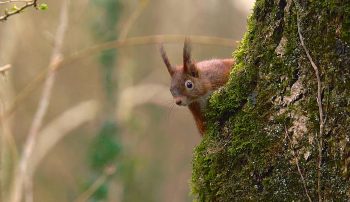 Images tirées du film "La haie à tous les étages" / © Marie Daniel et Fabien Mazzocco