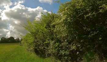 Images tirées du film "La haie à tous les étages" / © Marie Daniel et Fabien Mazzocco
