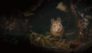 Images tirées du film "La haie à tous les étages" / © Marie Daniel et Fabien Mazzocco