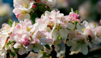 Images tirées du film "La haie à tous les étages" / © Marie Daniel et Fabien Mazzocco