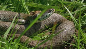 Images tirées du film "La haie à tous les étages" / © Marie Daniel et Fabien Mazzocco