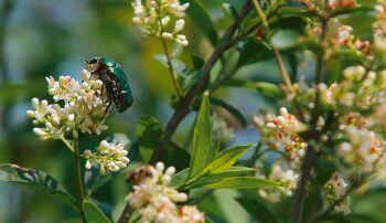 Images tirées du film "La haie à tous les étages" / © Marie Daniel et Fabien Mazzocco