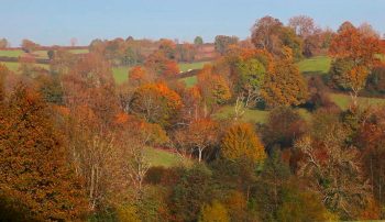 Images tirées du film "La haie à tous les étages" / © Marie Daniel et Fabien Mazzocco