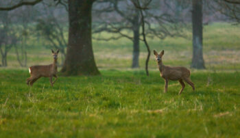 Images tirées du film "La haie à tous les étages" Images tirées du film "La haie à tous les étages"
