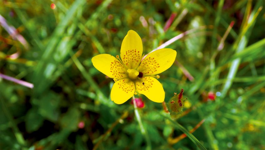 Saxifrage dorée aux soins intensifs - La Salamandre fleur jaune