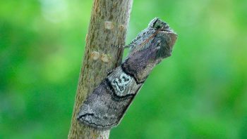 Le papillon de nuit Tethea ocularis