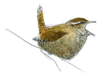 Le troglodyte mignon possède un chant parmi les plus puissants du monde des oiseaux.  Curiosités et exploits du troglodyte - La Salamandre dessin