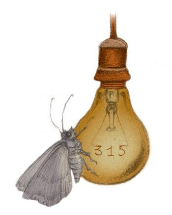 Inventaire des papillons de nuit de son jardin - La Salamandre dessin ambroise heritier