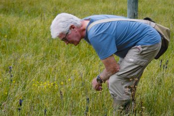Les botanistes jurassiens au chevet des dernières saxifrages œil-de-bouc de France. Dix mille saxifrages oeil-de-bouc pour les tourbières - La Salamandre