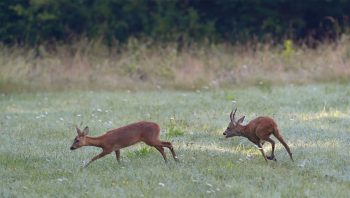 Les chevreuils entrent en rut à la belle saison. 