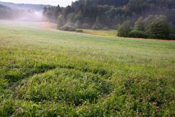 Les ronds de sorcière, une oeuvre des chevreuils en rut. Chaleurs d’été du chevreuil - La Salamandre rond de sorcière herbe