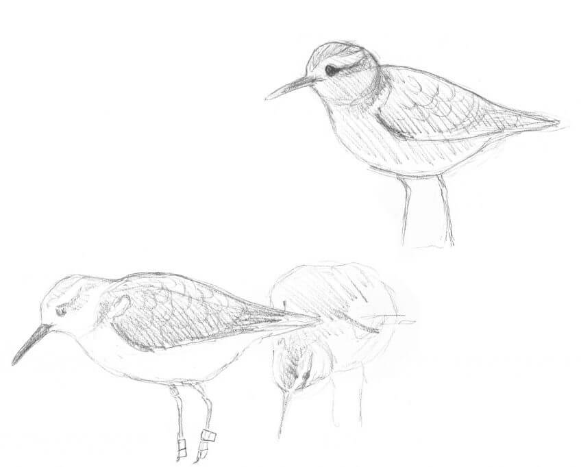 Limicole Cinquième étape d'un voyage en suivant les oiseaux migrateurs - La Salamandre dessin limicole