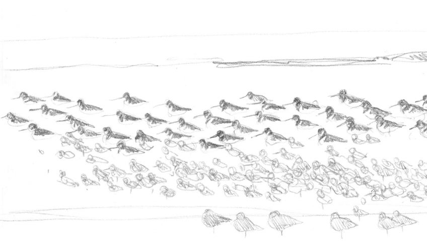 Cinquième étape d'un voyage en suivant les oiseaux migrateurs - La Salamandre dessin limicole