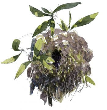 Nid de troglodyte mignon / © Denis Clavreul