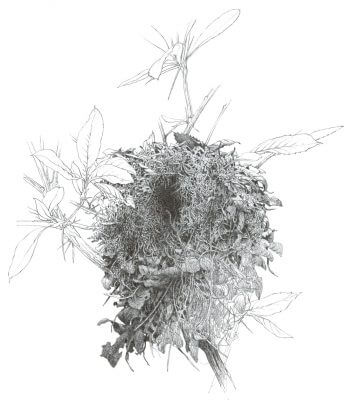 Nid de troglodyte mignon / © Denis Clavreul