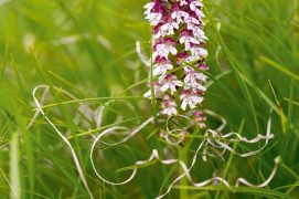 Orchis brûlé / © Benoît Renevey 