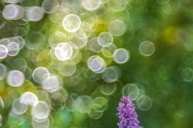 Orchis de Fuchs / © Marco Zamò