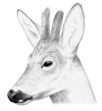 Parfois, les femelles chevreuil aussi ont des bois. Chevreuil : La renaissance des brocards - La Salamandre dessin