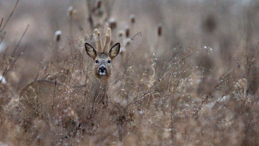 Chevreuil : La renaissance des brocards - La Salamandre