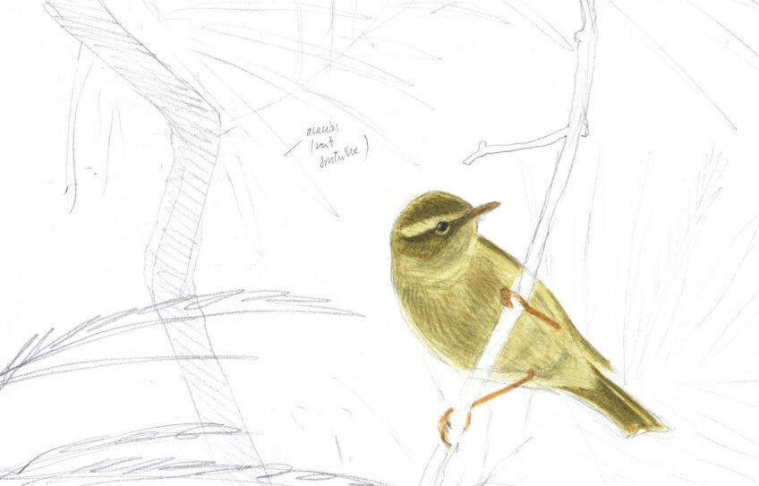 Pouillot fitis Sixième étape d'un voyage en suivant les oiseaux migrateurs - La Salamandre dessin pouillot
