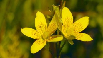 Saxifrage œil-de-bouc