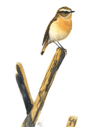 Tarier des prés Troisième étape d'un voyage en suivant les oiseaux migrateurs - La Salamandre dessin tarier