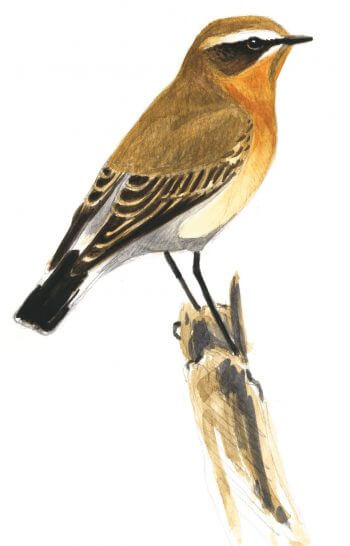 Traquet motteux Troisième étape d'un voyage en suivant les oiseaux migrateurs - La Salamandre dessin traquet