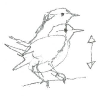 Troglodyte mignon  / © Denis Clavreul