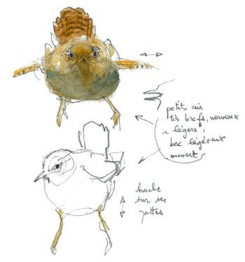 Troglodyte mignon / © Denis Clavreul