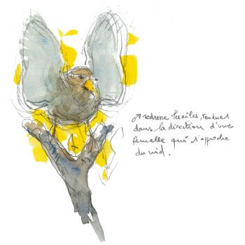 Troglodyte mignon / © Denis Clavreul