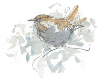 Troglodyte mignon / © Denis Clavreul