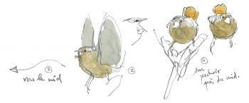 Troglodyte mignon / © Denis Clavreul