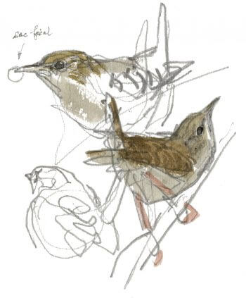 Troglodyte mignon / © Denis Clavreul