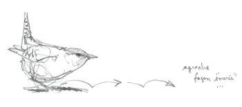 Troglodyte mignon / © Denis Clavreul