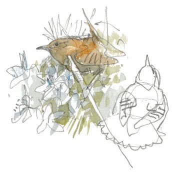 Troglodyte mignon Curiosités et exploits du troglodyte - La Salamandre dessin